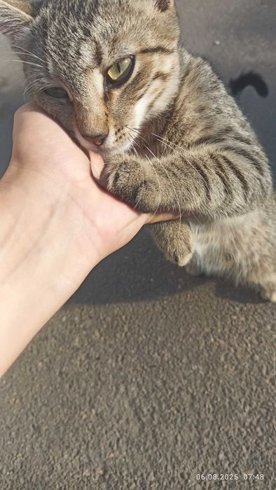 Котенок ищет любящую семью