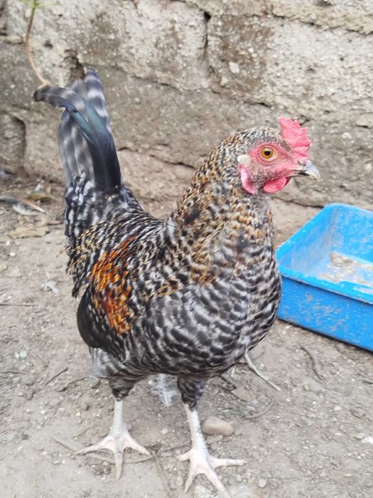 Galo nascido de ovos azuis