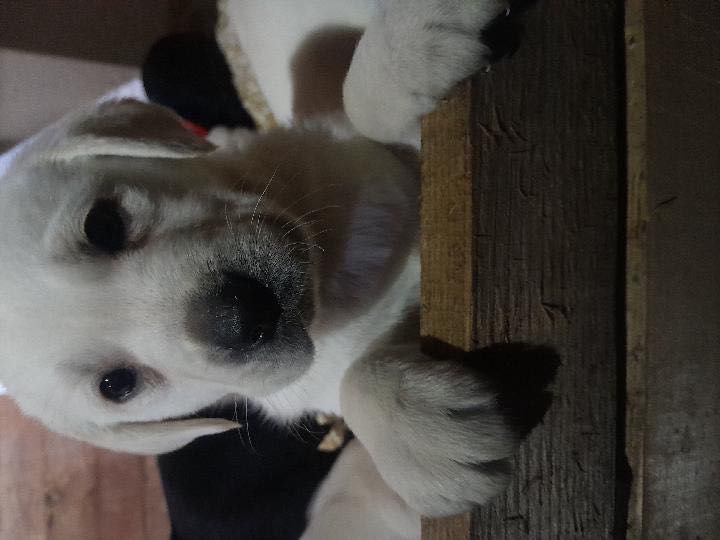 щенята лабрадора