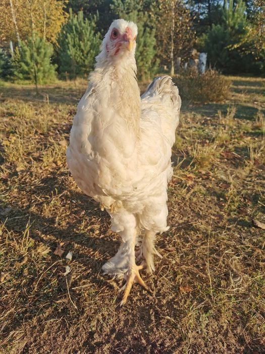 Kogut Brahma około 8 miesięcy