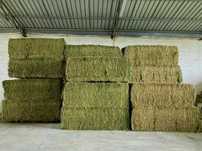 Vendo luzerna/alfalfa em rama, fardos de 610-615 kg