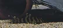 Peckoltia compta L134