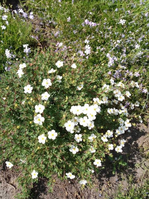 Облагороджена дачна ділянка з садовим будинком!