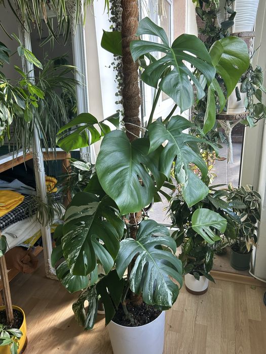 Monstera Variegata