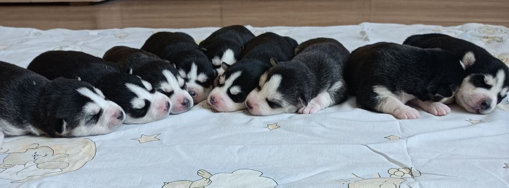 Szczeniaczek Siberian husky.Elitarny rodowód