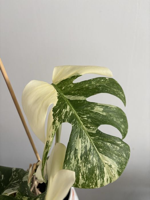 Monstera variegata