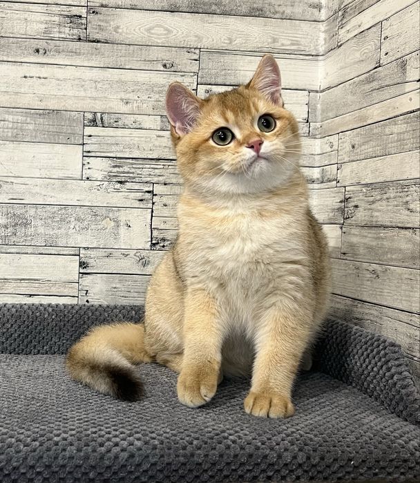 Шотландський котик