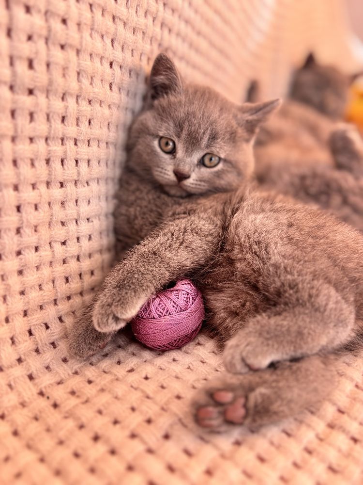 Шотландські кошенята