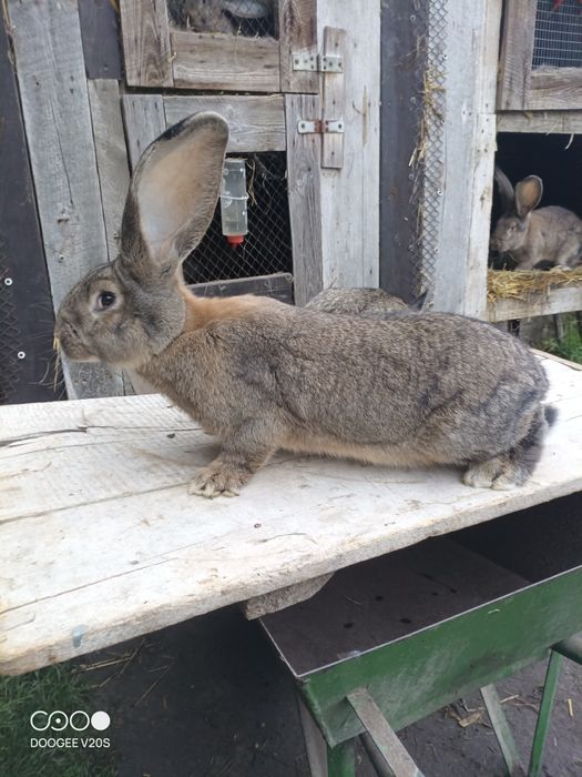 Króliki belgijski olbrzym