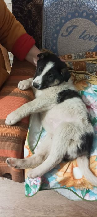 Отдам даром в хорошие руки