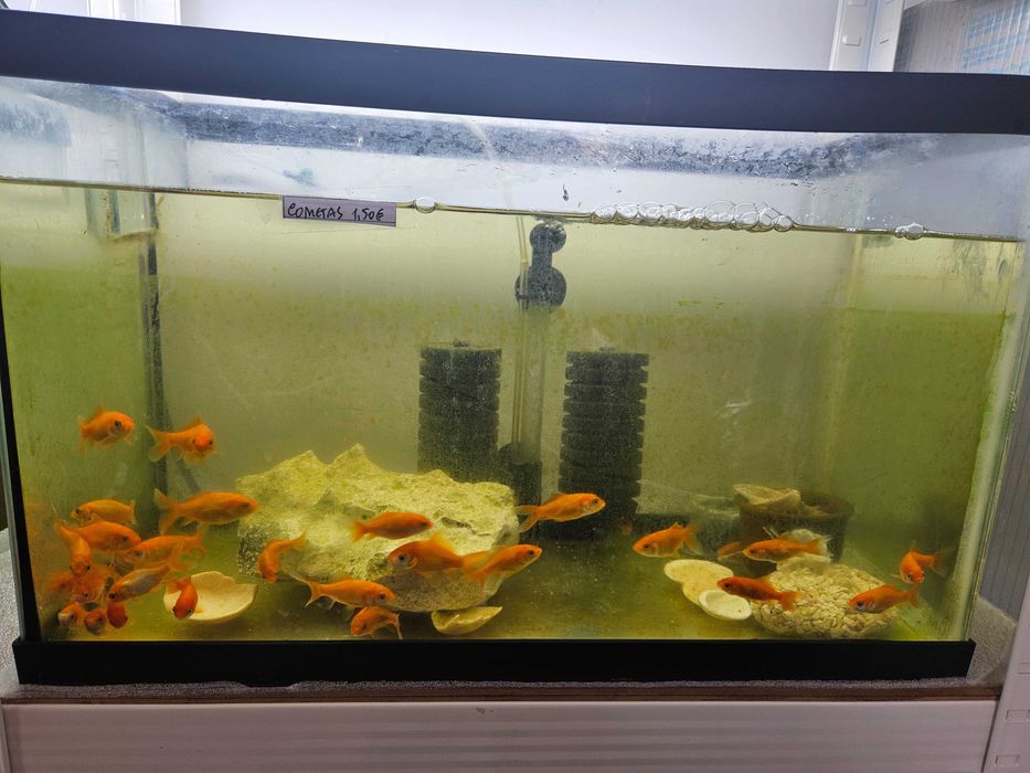 Peixes de Estimação Fish