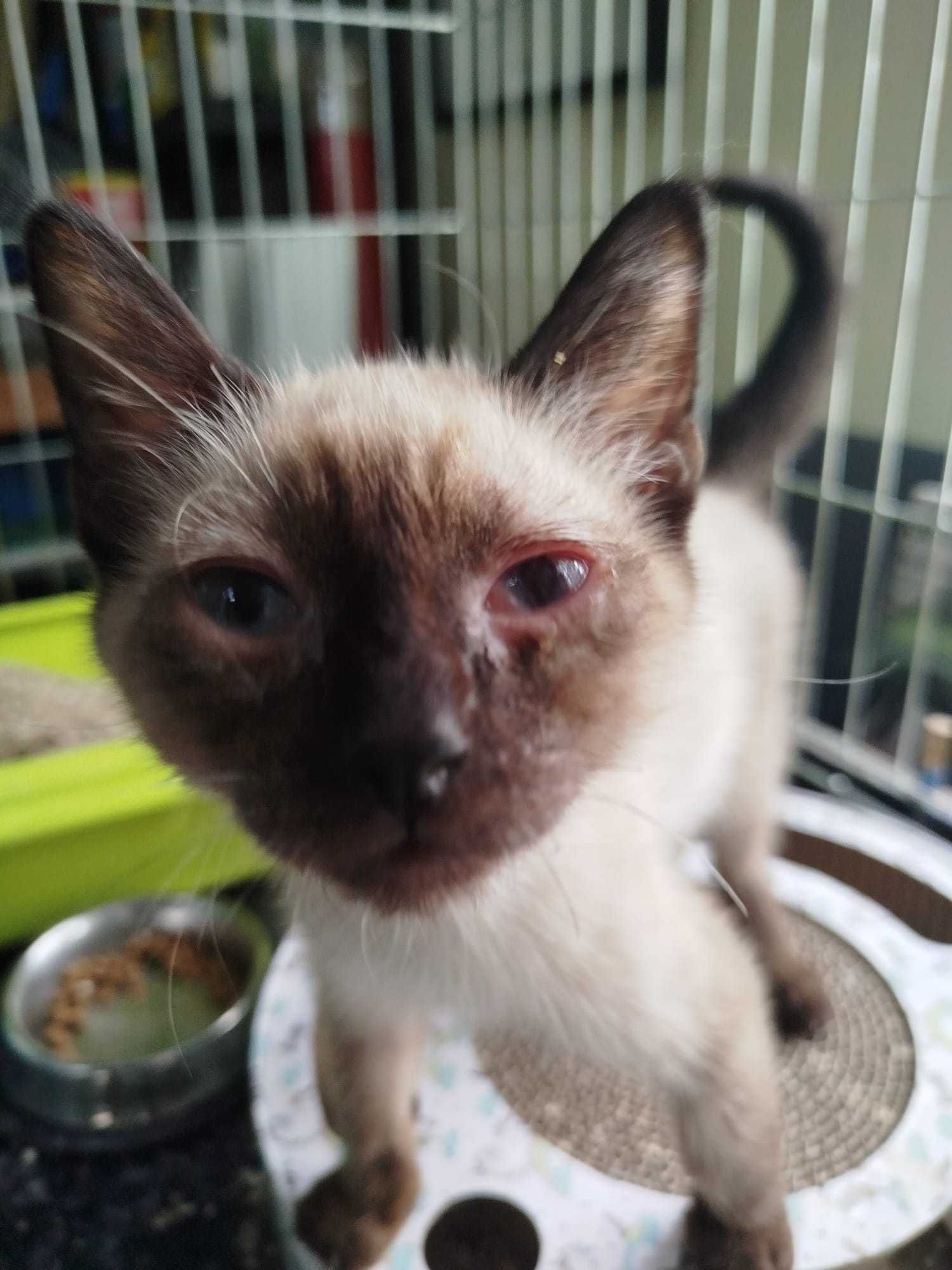 Gatos bebés para adoção responsável