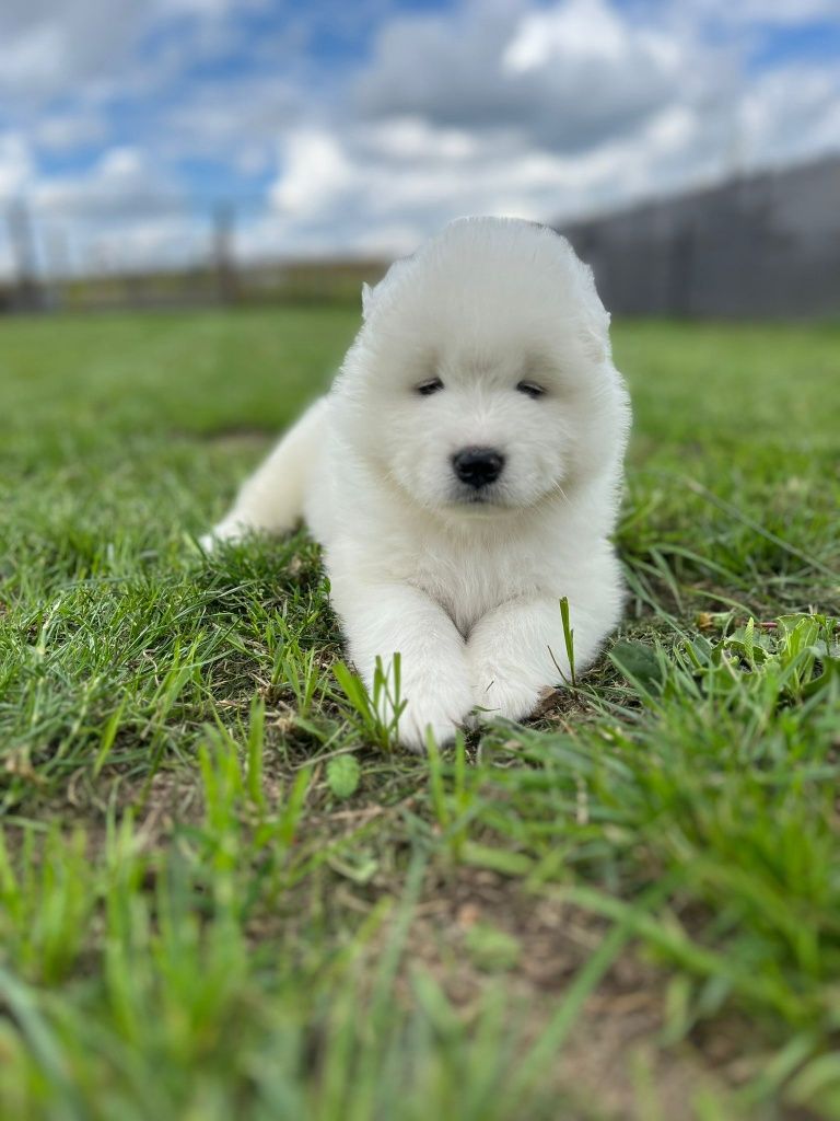 Samoyed szczeniak FCI