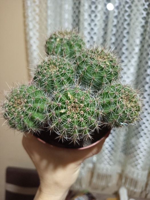 Кактус колючий !