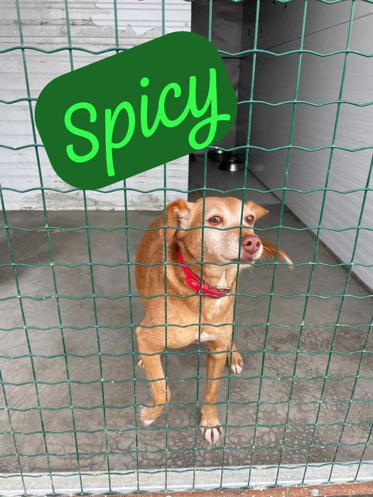 Spicy - Para Adopção