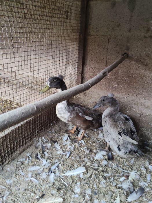 Patos marrecos de pompom