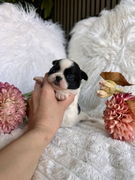 Chihuahua Mini. Menina.Cabeça de maçã.
