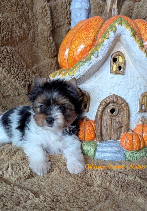 Biewer Yorkshire Terrier Sunia