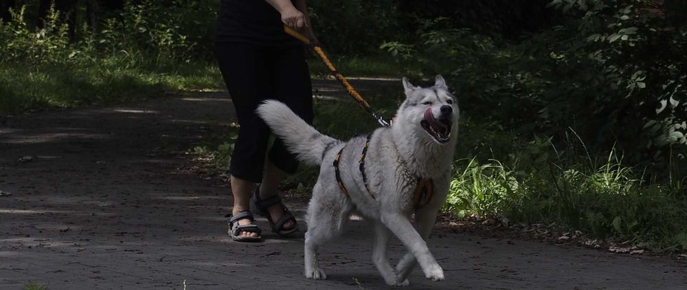 HIFICA Krótka Smycz Amortyzowana dla Psa SOFT WALK 0.8 PA 65 + Karab.8