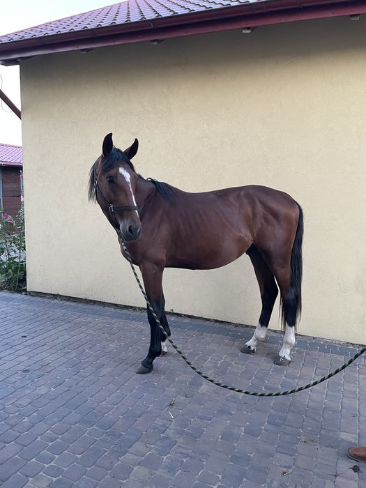 Ogierek w trzecim roku