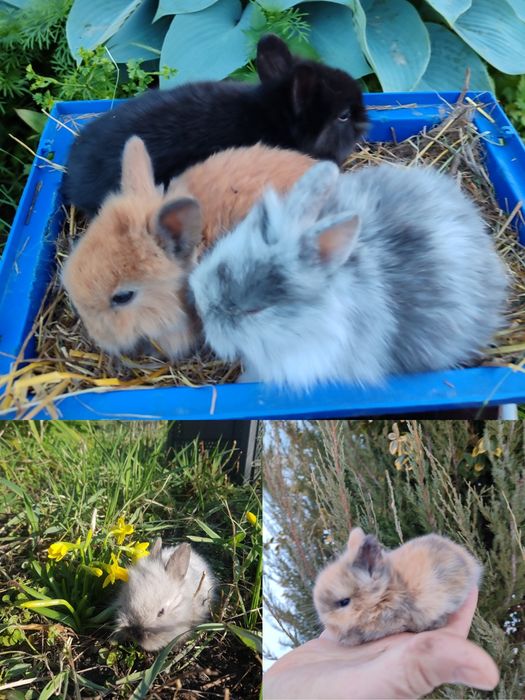 кролик карликовий декоративний міні білий з сірим