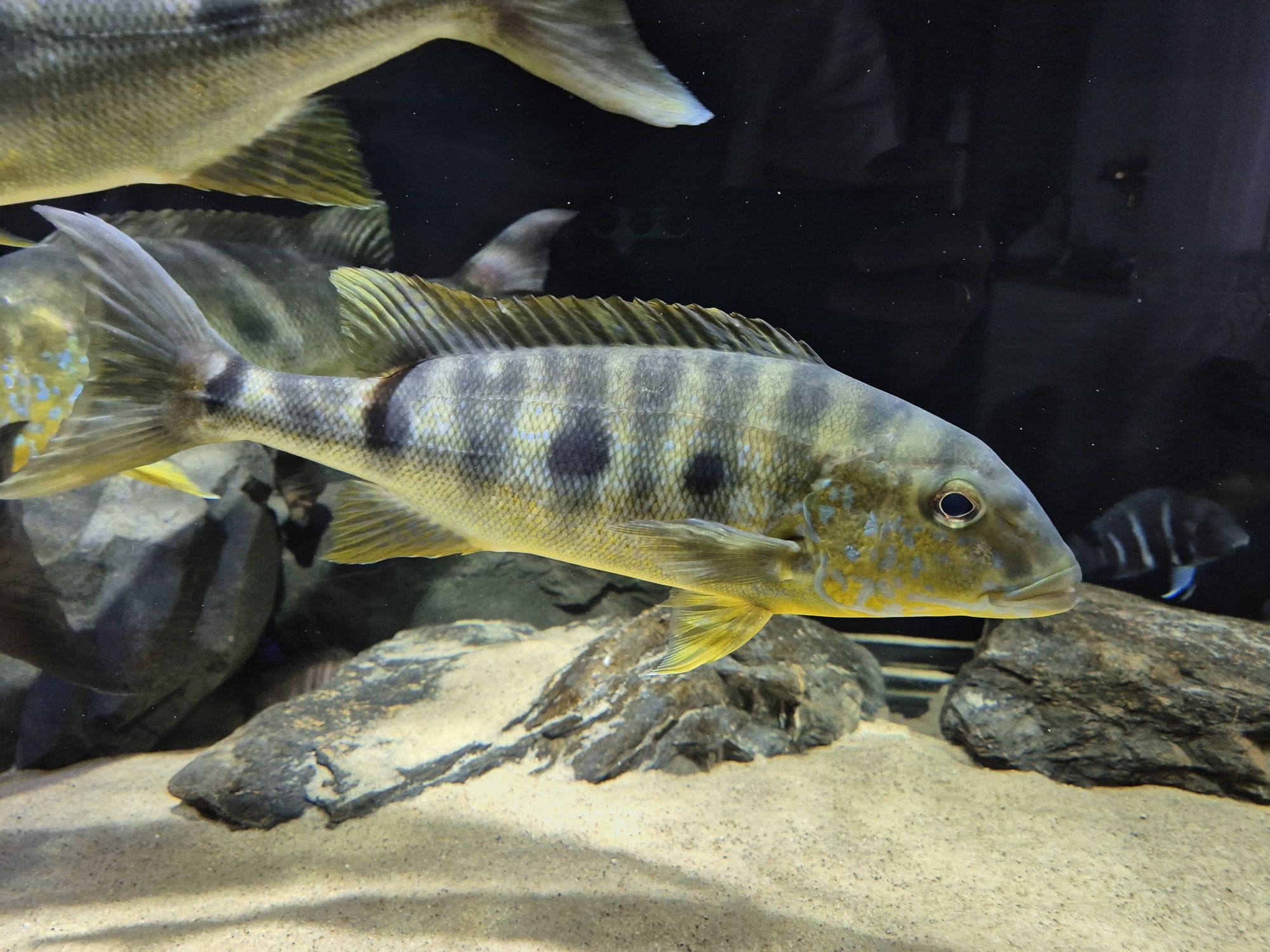 Boulengerochromis microlepis