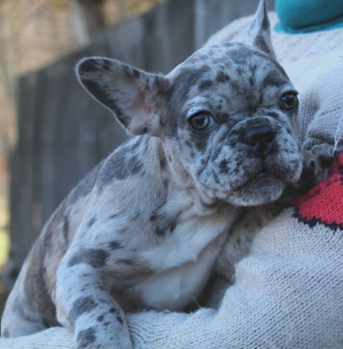 Французики генні карапузики