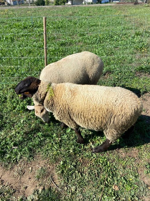 Vendo anho suffolk de 8 meses e um anho charolles de 7 meses(carneiro)