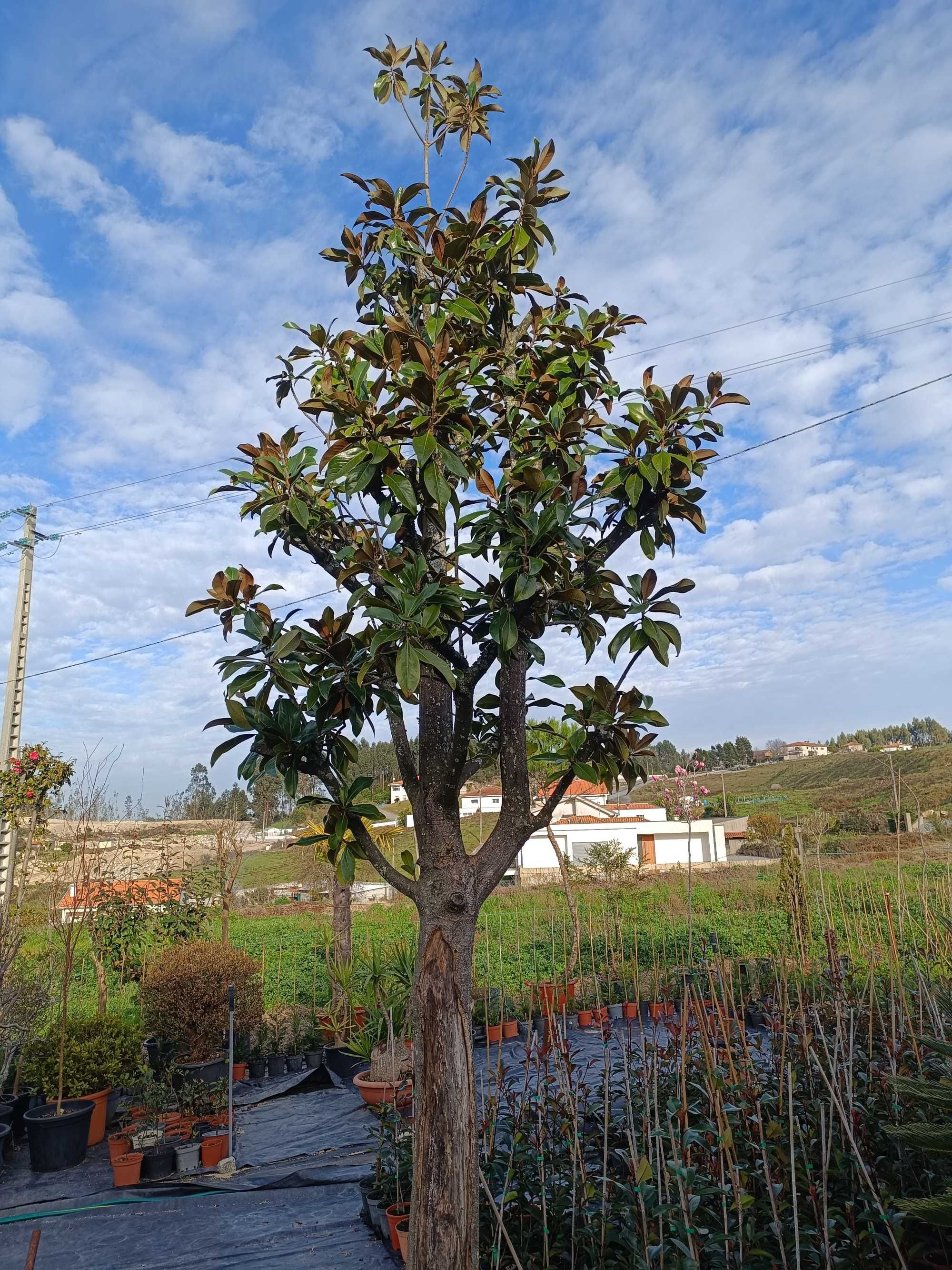 Magnolia para jardim