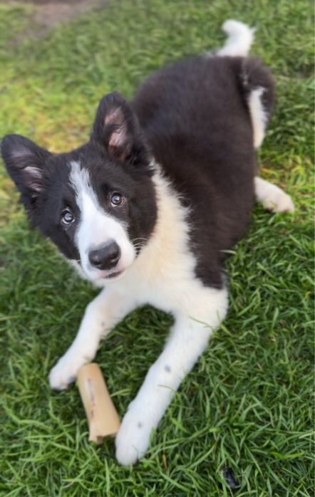 Szczeniak Border Collie