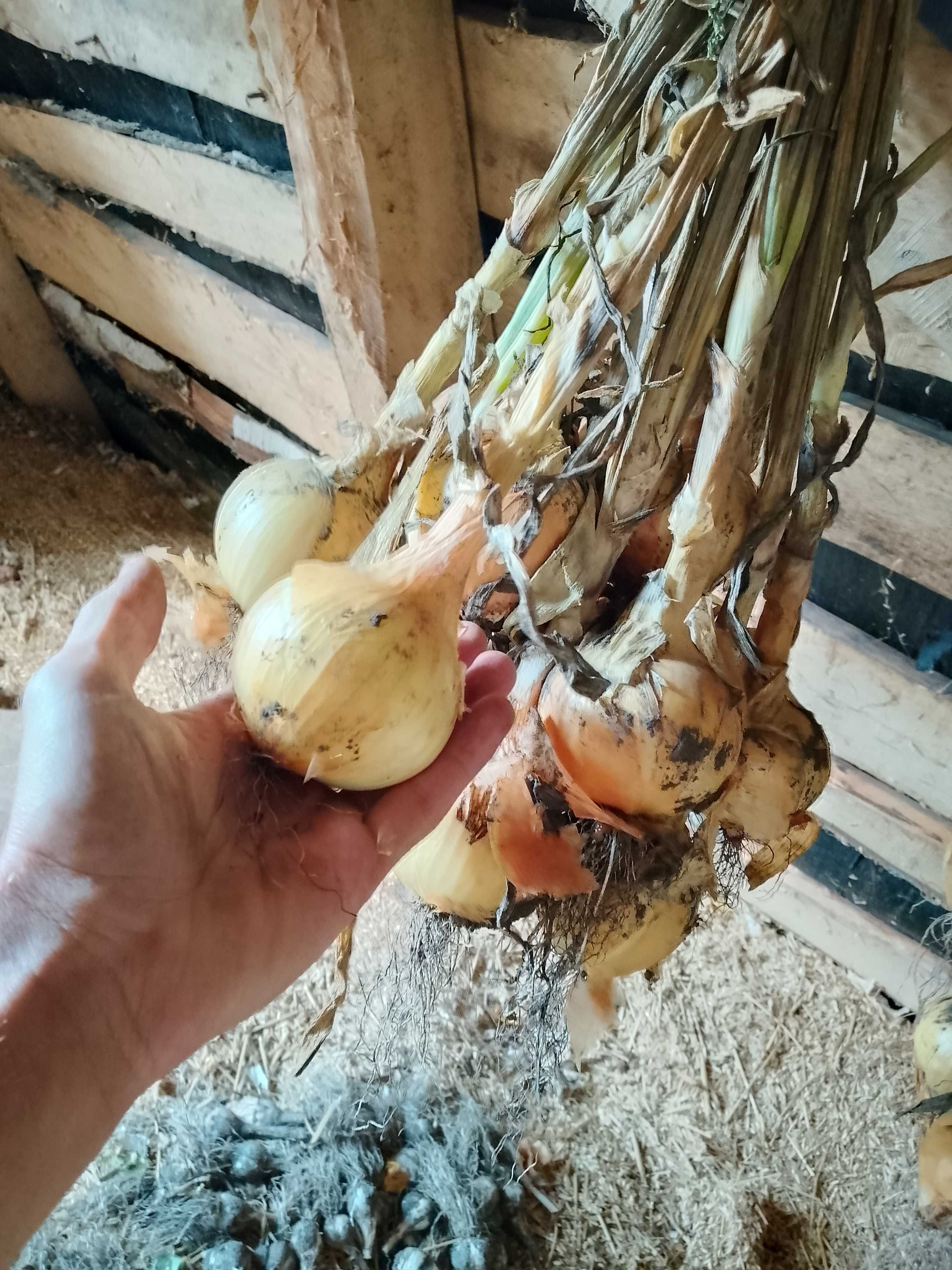 Продам домашню цибулю сорт Августа