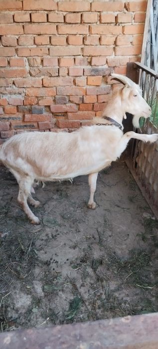 Продається хороша велика коза