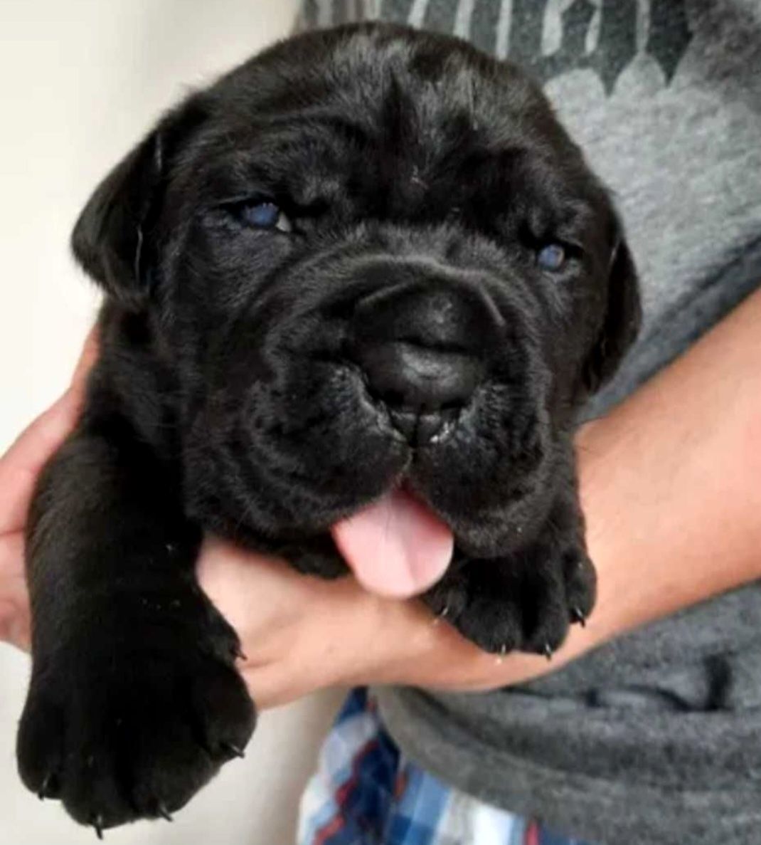 Cane Corso psy obronne
