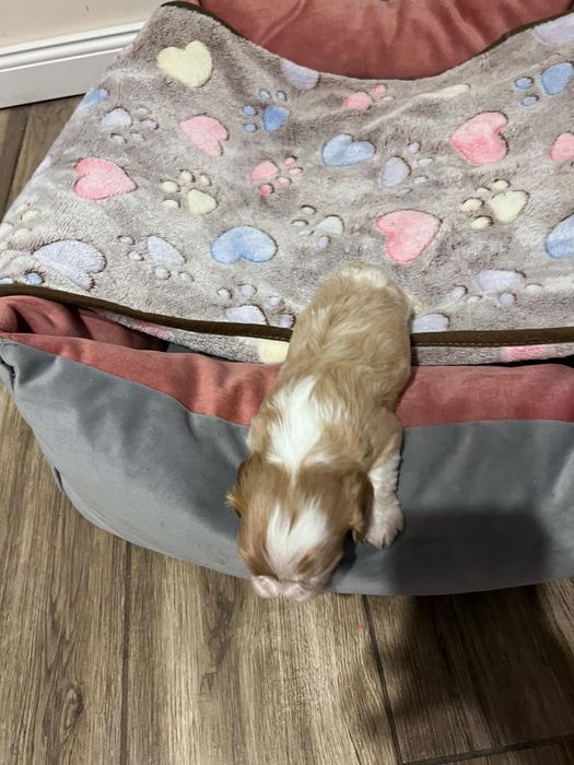 Cavalier King Charles Spaniel Zkwp FCI suczka