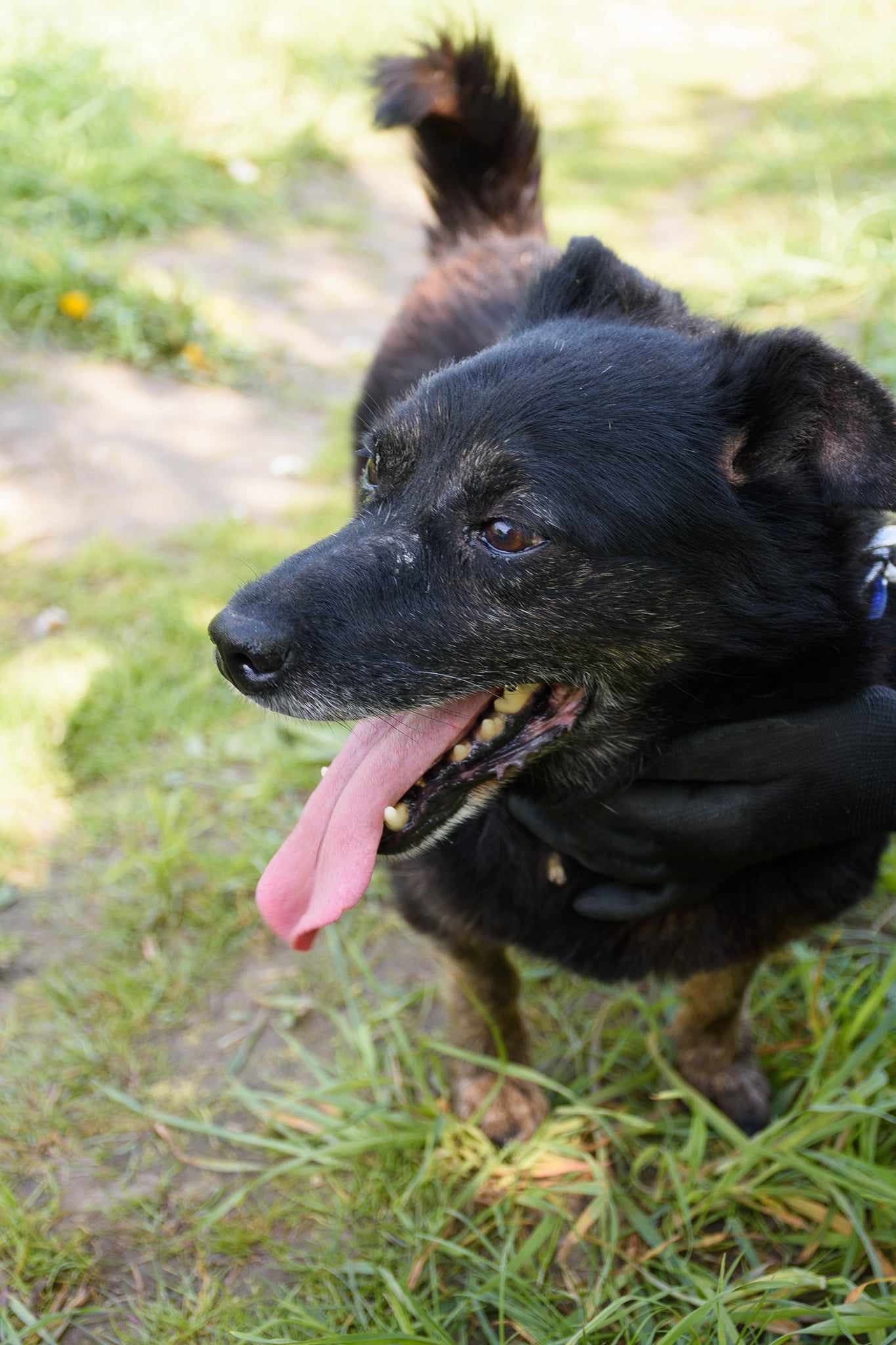 BUBU skona w schronisku bo jest za stary na miłość