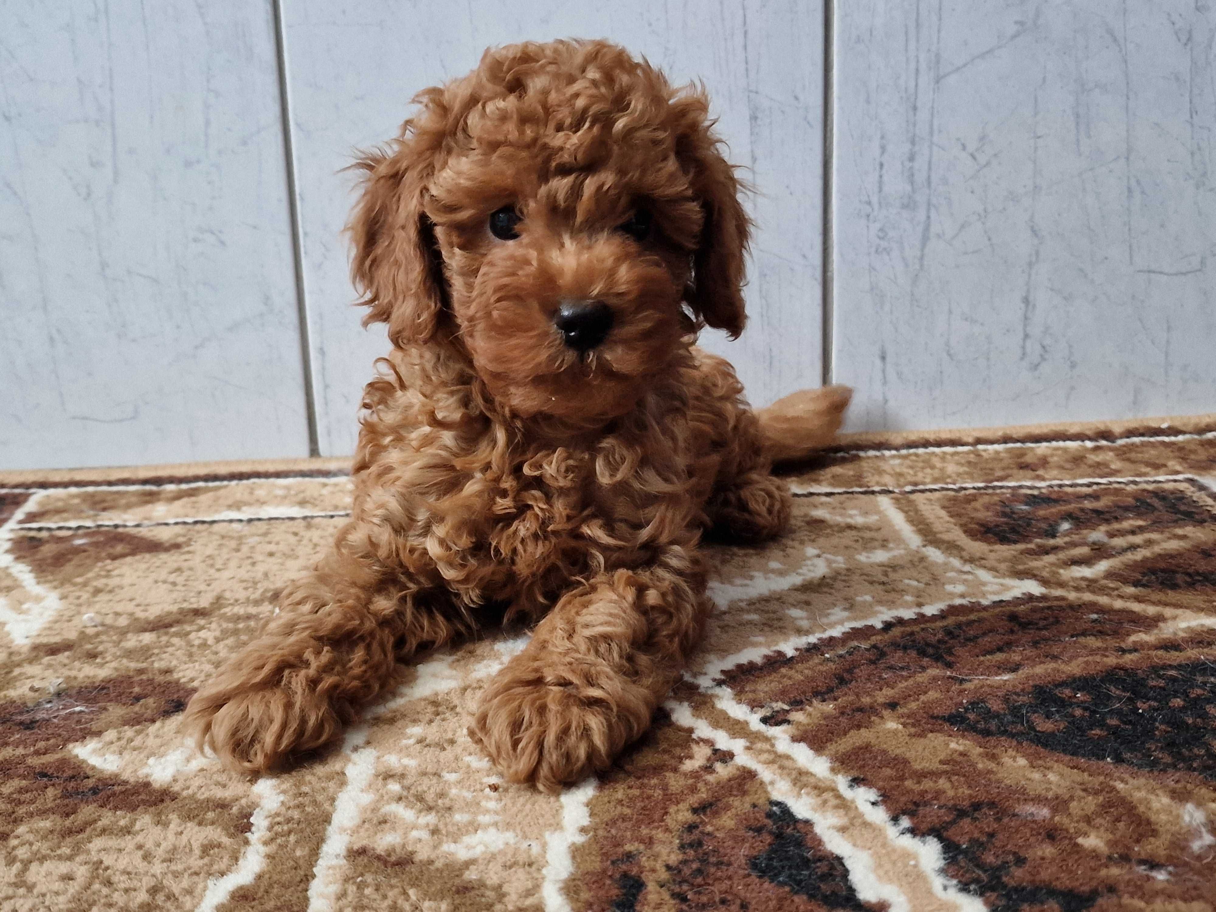 Pudel toy mini pudelek suczka