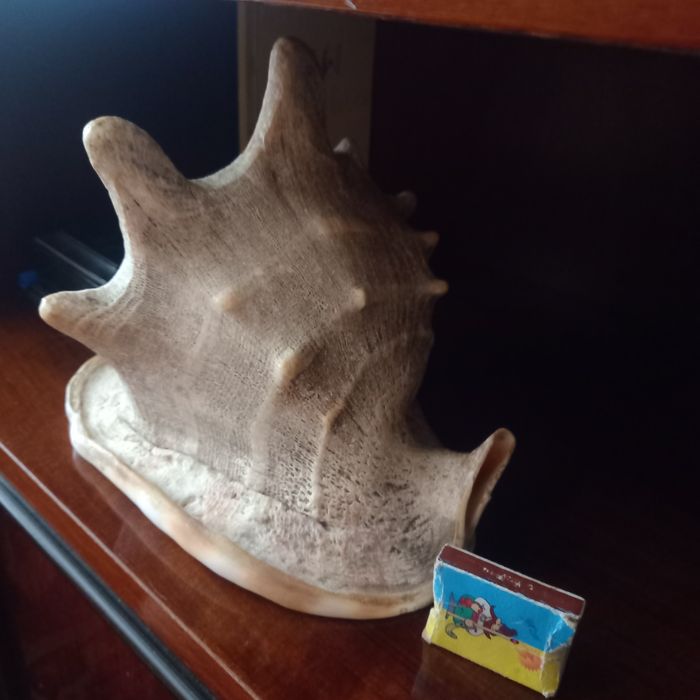 Ракушка морская.