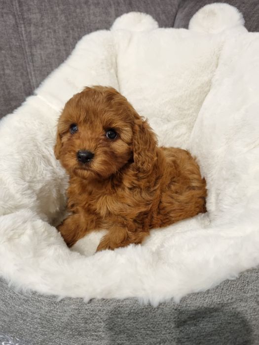 Pudel & cavalier cavapoo piesek suczka