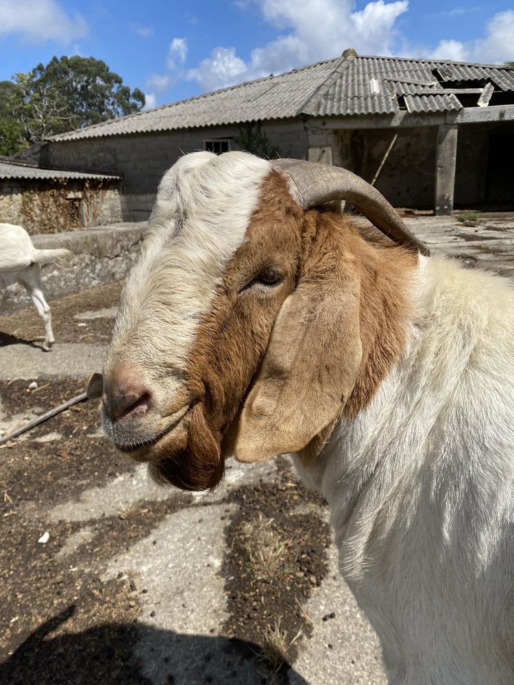 Vendo cabrito macho boer puro