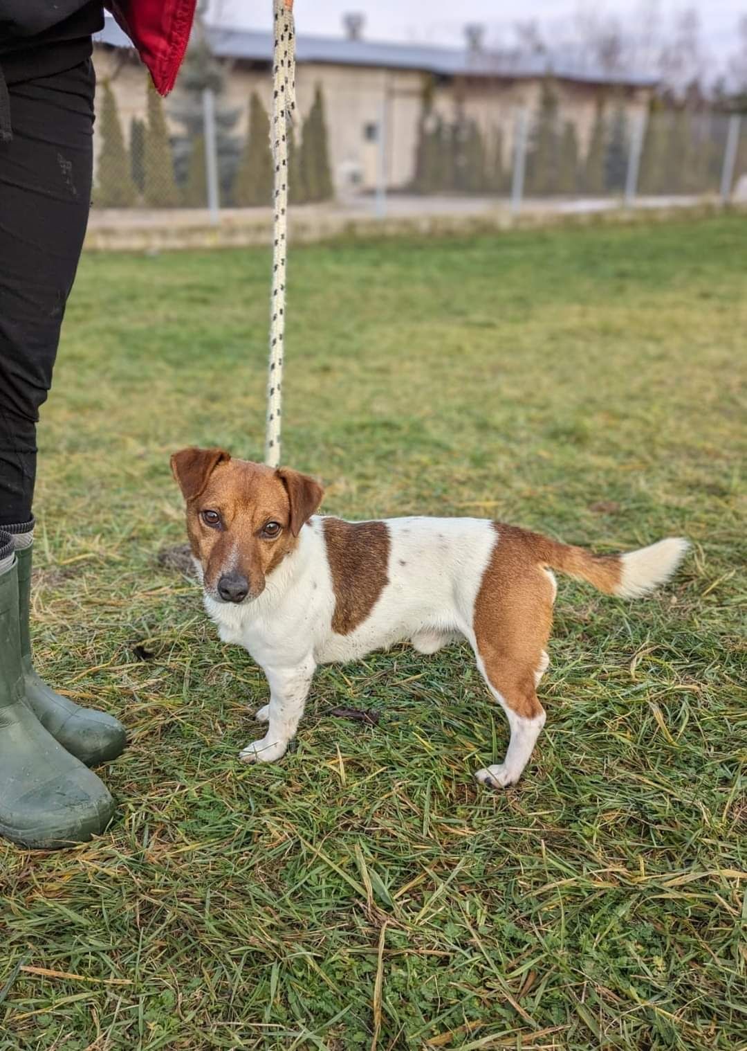 Psiak w typie Jack Russel Terriera szuka Domu!