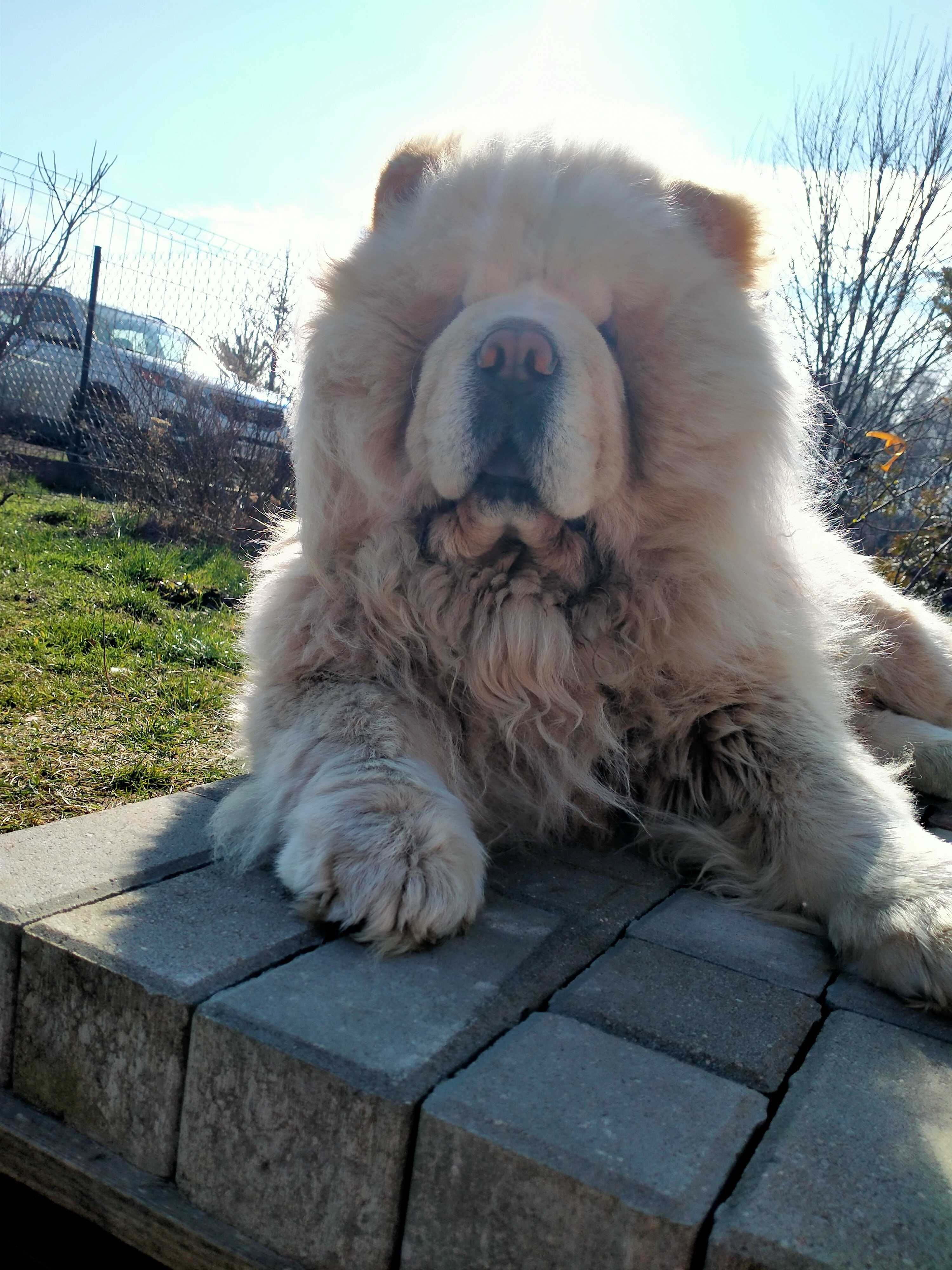Kremowy pies chow chow Dorosły. Mazowieckie