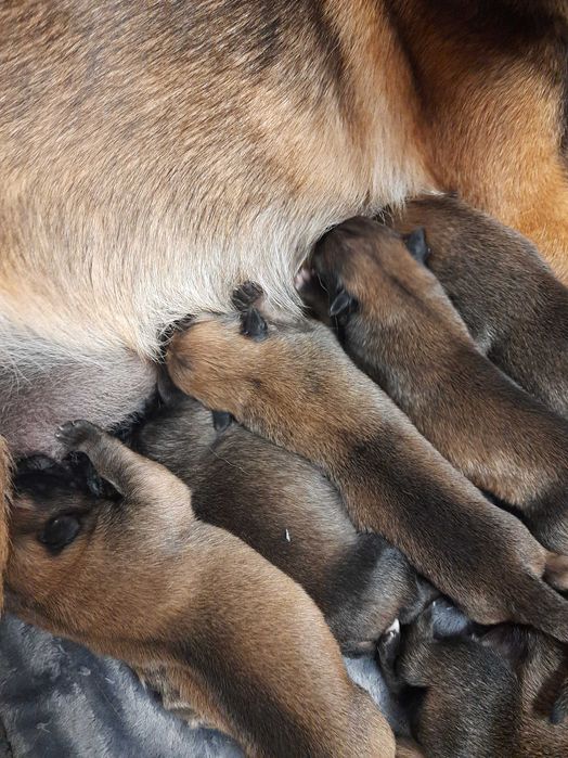 Cachorros Pastor Belga Malinois