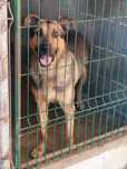 KIVANE (Macho, xPastor Alemão) Para Adopção