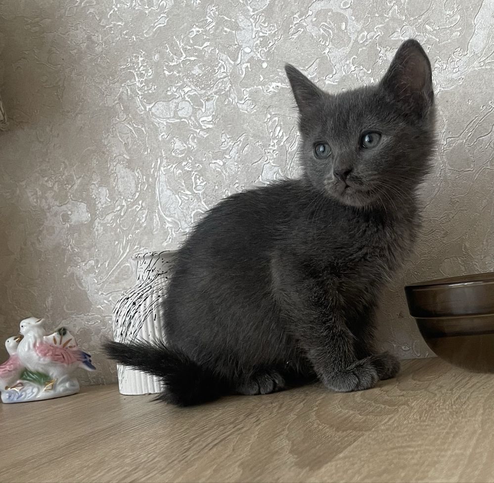 Котята 1,5-2 месяца ищут семью