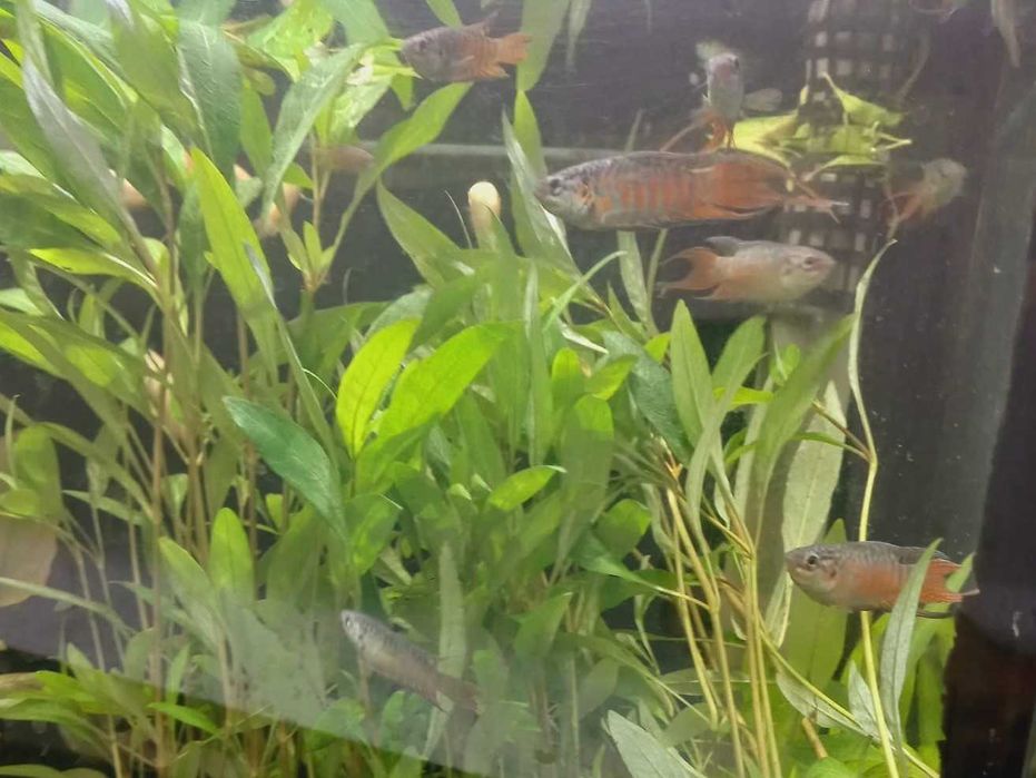 Macropodus opercularis blue \ Paraiso Azul