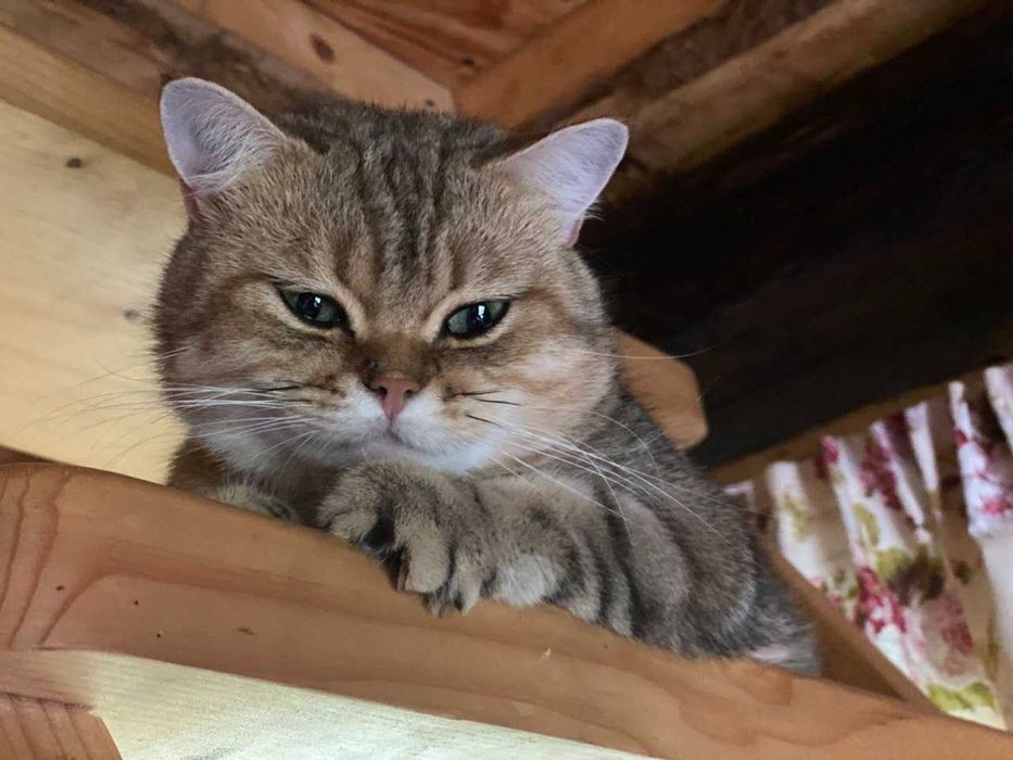 Здається хата у Карпатах