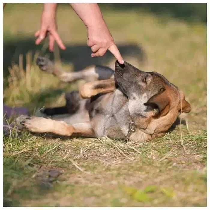 Молодой пес, щенок