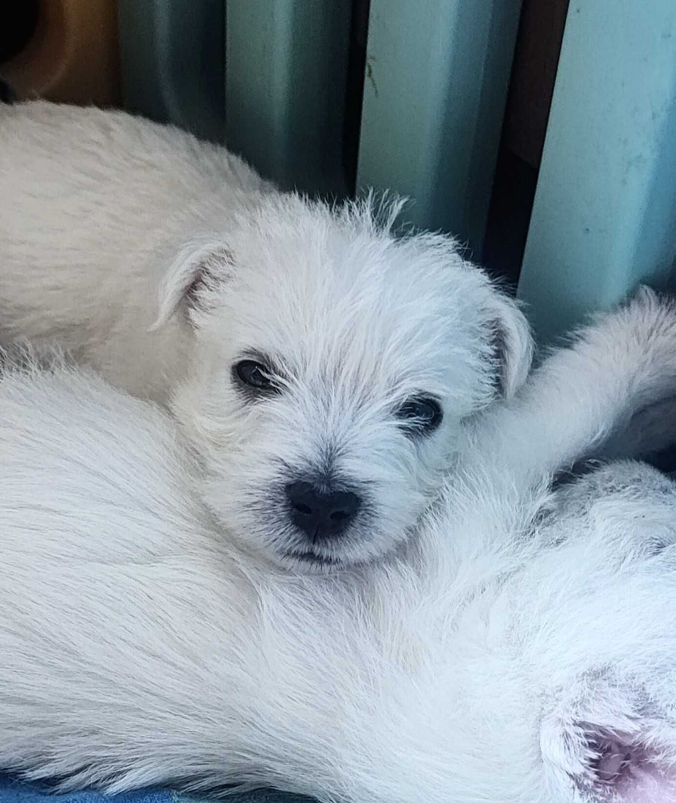 West Highland White Terrier FCI