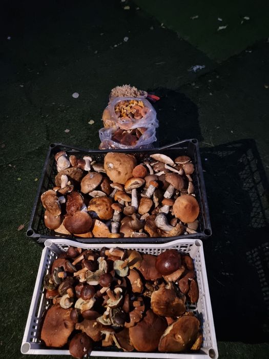 Sprzedam  świeże  grzyby prawdziwki, kozaki , podgrzybki