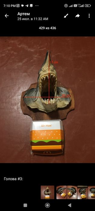 Аренда и прокат акульих челюстей . А также морской атрибутики